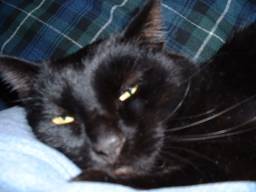 Black Cat