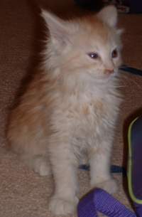 Cameo Calico Maine Coon