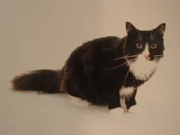 Noregian Forest Cat