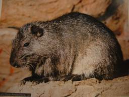 Rat