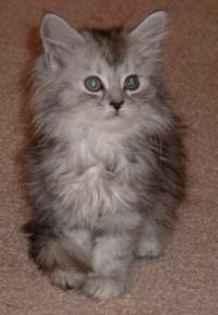 Silver Tabby Maine Coon