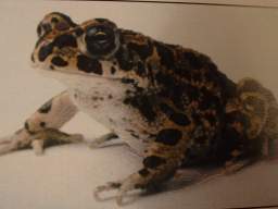 toad